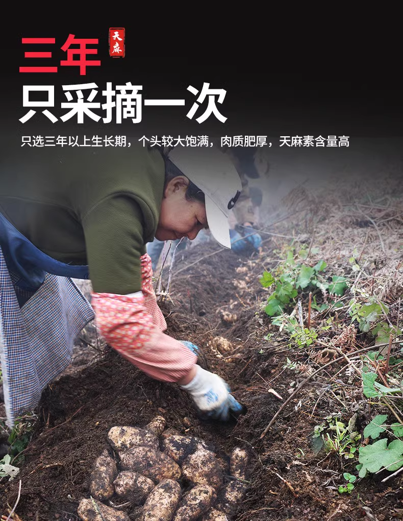 AK天麻马来2.png